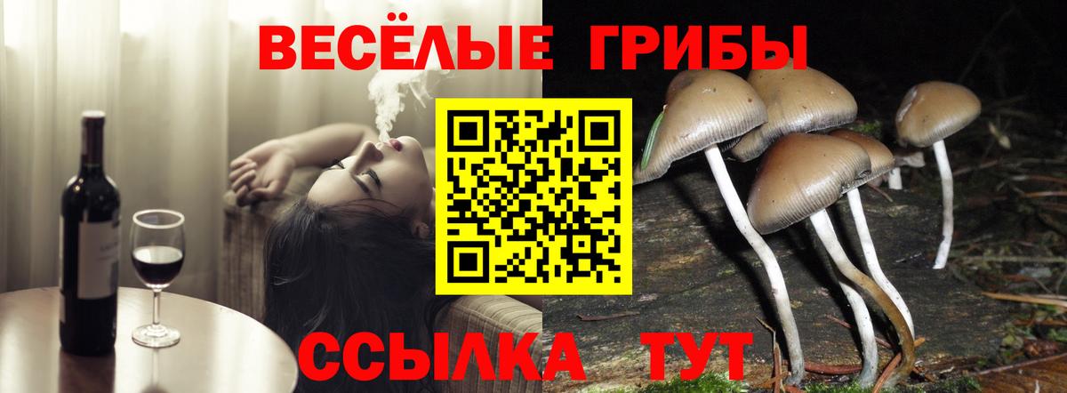 Псилоцибиновые грибы Psilocybine cubensis Гулькевичи